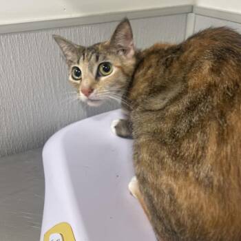 Reese Puff -  Domestic Short Hair Cat for Adoption in Tampa, Florida - Reese Puff | PetCurious