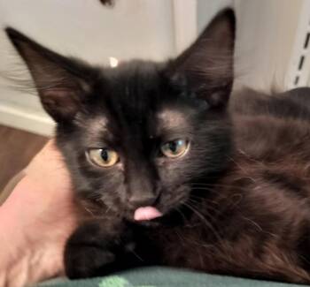 Magnum -  Domestic Short Hair Cat for Adoption in Frisco, Texas - Magnum | PetCurious