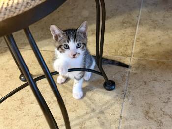 Cooper -  Domestic Short Hair Cat for Adoption in Gilroy, California - Cooper | PetCurious