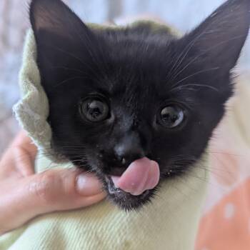 Ember -  Domestic Long Hair Cat for Adoption in Philadelphia, Pennsylvania - Ember | PetCurious