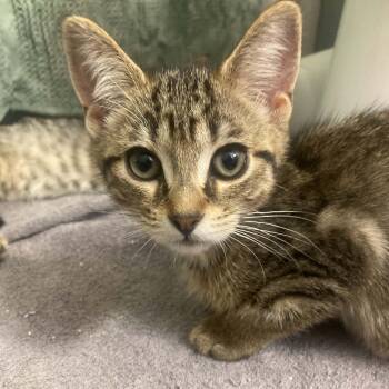 Catnip -  Domestic Short Hair Cat for Adoption in Lake Orion, Michigan - Catnip | PetCurious