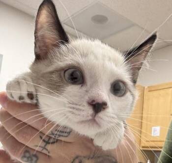 Caterpie -  Snowshoe Cat for Adoption in Sacramento, California - Caterpie | PetCurious