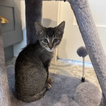 Rescue Domestic Short Hair Cats for Adoption in Missouri City, Texas - Lucky | PetCurious