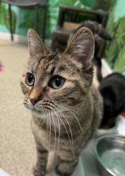 Rescue Domestic Short Hair Cats for Adoption in Harbor Springs, Michigan - Pomelo | PetCurious