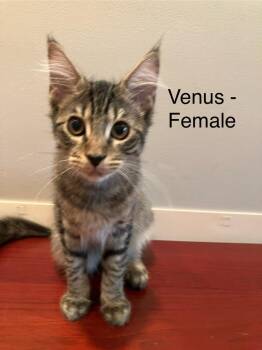 Rescue Domestic Medium Hair Cats for Adoption in Mount Pleasant, South Carolina - Venus | PetCurious
