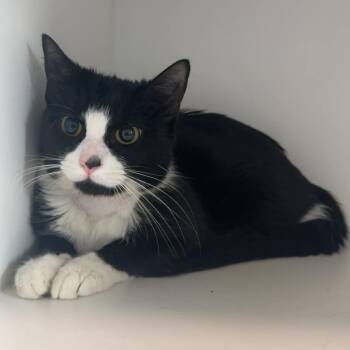 American Shorthair Cats Available for Adoption in Bethel, Connecticut - Mary Lou | PetCurious