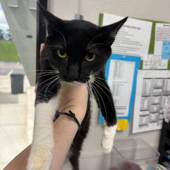Lotso -  Domestic Short Hair Cat for Adoption in Columbiana, Alabama - Lotso | PetCurious