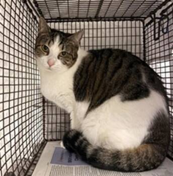LOLA -  Domestic Short Hair Cat for Adoption in Fort Lauderdale, Florida - LOLA | PetCurious