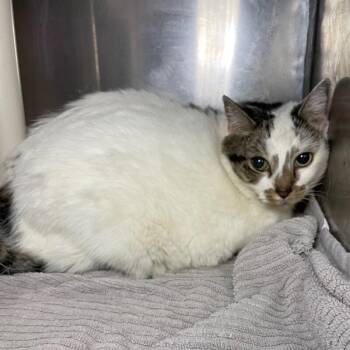 Domestic Short Hair Cats Available for Adoption in Roanoke, Virginia - Flossie | PetCurious