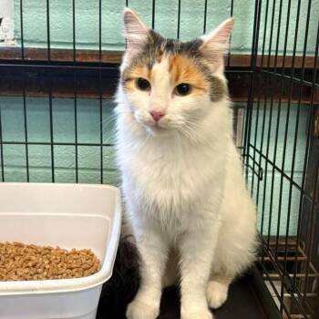 Domestic Medium Hair Cats Available for Adoption - Fancy | PetCurious