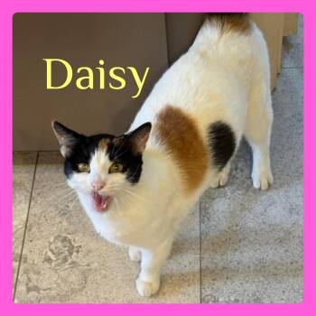 Calico Cats Available for Adoption in Lawton, Oklahoma - DAISY | PetCurious