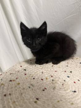 Mr. Darcy -  Domestic Short Hair Cat for Adoption in Hoffman Estates, Illinois - Mr. Darcy | PetCurious