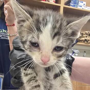 Ember -  Domestic Short Hair Cat Available for Adoption in Las Cruces, New Mexico - Ember | PetCurious