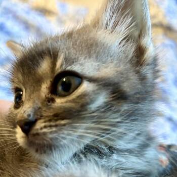 Coconut Mall -  Domestic Short Hair Cat for Adoption in Delaware, Ohio - Coconut Mall | PetCurious