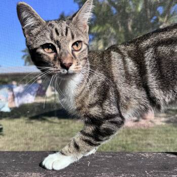 Tabby and Domestic Short Hair Cats Available for Adoption - Zoo | PetCurious