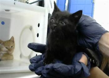 TOOTHLESS -  Domestic Short Hair Cat for Adoption in Albuquerque, New Mexico - TOOTHLESS | PetCurious