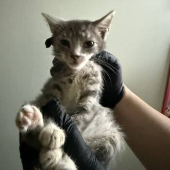 Rescue Domestic Short Hair Cats for Adoption in New York, New York - Mulino | PetCurious