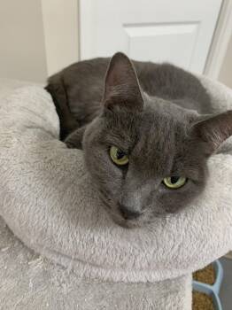 Domestic Short Hair Cats Available for Adoption - Missy | PetCurious