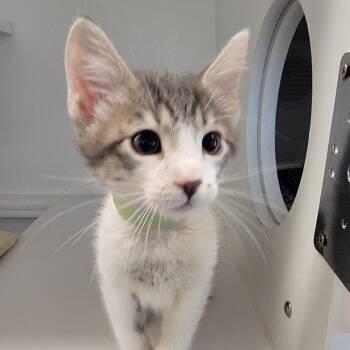 Domestic Short Hair Cats Available for Adoption in Phoenix, Arizona - Hotdog | PetCurious