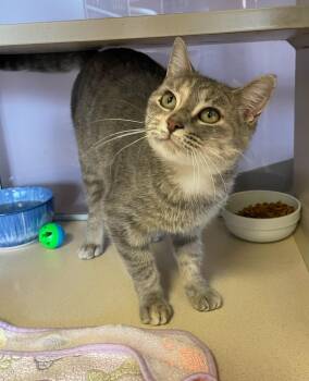 Rescue Domestic Short Hair Cats for Adoption in Ontario, Ohio - Pita | PetCurious