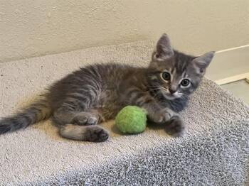 GRAYSON -  Domestic Short Hair Cat for Adoption in Colorado Springs, Colorado - GRAYSON | PetCurious