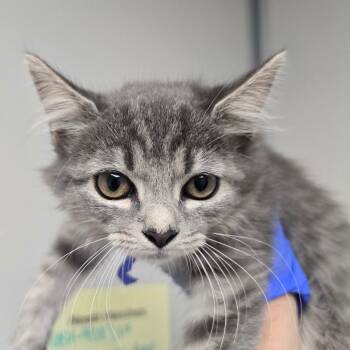 Emma -  Domestic Medium Hair Cat for Adoption in Concord, North Carolina - Emma | PetCurious
