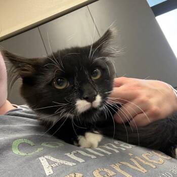 Mustache -  Domestic Long Hair Cat for Adoption in Morganton, North Carolina - Mustache | PetCurious