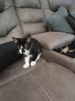 Oreo (new) -  Domestic Short Hair Cat for Adoption in Zephyrhills, Florida - Oreo (new) | PetCurious
