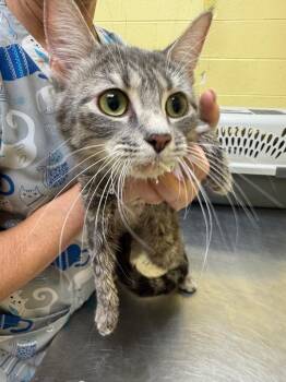 ELIZABETH -  Domestic Short Hair Cat for Adoption in Crossville, Tennessee - ELIZABETH | PetCurious