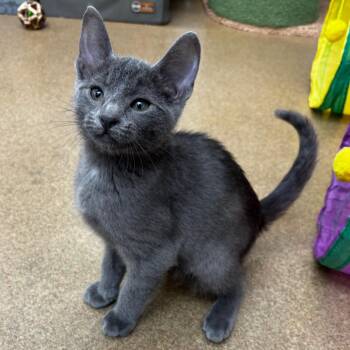 Naveen -  Domestic Short Hair Cat Available for Adoption in Corpus Christi, Texas - Naveen | PetCurious