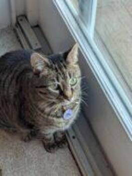 Mewtwo -  Domestic Short Hair Cat for Adoption in West Chester, Pennsylvania - Mewtwo | PetCurious