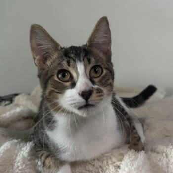 Freckles - Purring, Playful, Shoe-Napping Sweetheart -  Domestic Short Hair Cat for Adoption in Sugar Land, Texas - Freckles - Purring, Playful, Shoe-Napping Sweetheart | PetCurious