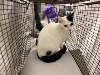 Domestic Short Hair Cats Available for Adoption in Doral, Florida - MOMMA | PetCurious