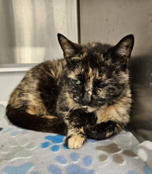 Rescue Domestic Short Hair Cats for Adoption in Portland, Indiana - Viola | PetCurious