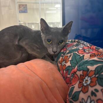 Flaxen - 081909U -  Domestic Short Hair Cat for Adoption in Tupelo, Mississippi - Flaxen - 081909U | PetCurious