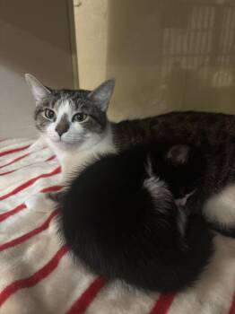 Domestic Short Hair Cats Available for Adoption in Yardley, Pennsylvania - Speckles | PetCurious
