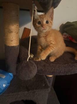 *Colonel Sanders -  Domestic Short Hair Cat for Adoption in Newnan, Georgia - *Colonel Sanders | PetCurious