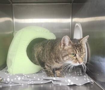 Rescue Domestic Short Hair Cats for Adoption in Cleveland, Tennessee - Dandelion | PetCurious