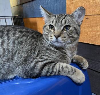 Rescue Domestic Short Hair Cats for Adoption in Port Washington, Wisconsin - Mr. Tomcat | PetCurious