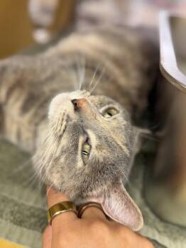Snap Dragon -  Domestic Short Hair Cat for Adoption in Wheaton, Illinois - Snap Dragon | PetCurious