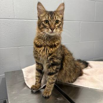 Domestic Long Hair Cats Available for Adoption in Cabot, Arkansas - Bramble | PetCurious