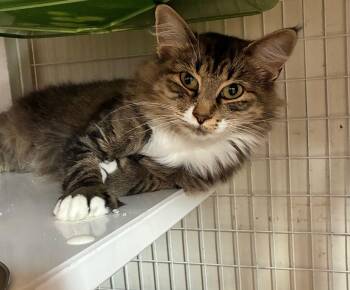 Sweetie -  Domestic Short Hair Cat for Adoption in Lodi, California - Sweetie | PetCurious