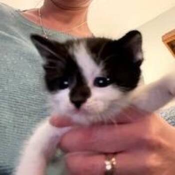 Domestic Short Hair Cats Available for Adoption in Madison, Wisconsin - Seesaw | PetCurious