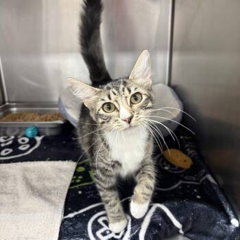 Fiona -  Domestic Medium Hair Cat for Adoption in Beaumont, Texas - Fiona | PetCurious