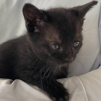 Sophie -  Domestic Short Hair Cat for Adoption in Huntsville, Alabama - Sophie | PetCurious