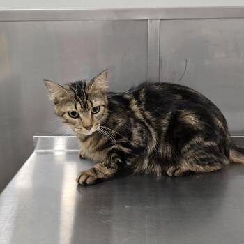Paula -  Domestic Long Hair Cat for Adoption in Washburn, Missouri - Paula | PetCurious