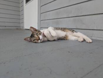 Rescue Domestic Short Hair Cats for Adoption in Massillon, Ohio - Marvel | PetCurious