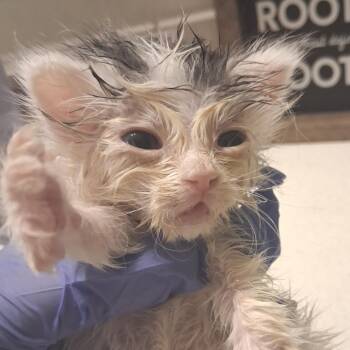 Domestic Short Hair Cats Available for Adoption in Kanab, Utah - Ferb | PetCurious
