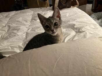 Kiro -  Tabby Cat for Adoption in San Antonio, Texas - Kiro | PetCurious