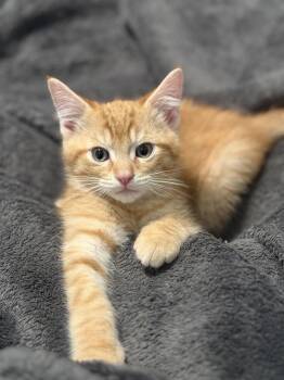 Domestic Short Hair Cats Available for Adoption - Xander | PetCurious